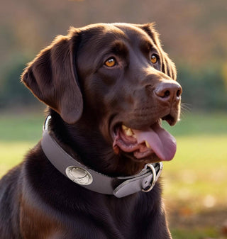 Cotton Boll Brown Leather Dog Collar: Small 14"-17" - The Edit LLC