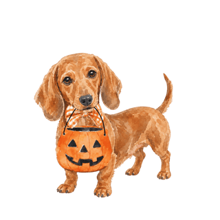 Trick-or-Treat Weenie Dog - The Edit LLC
